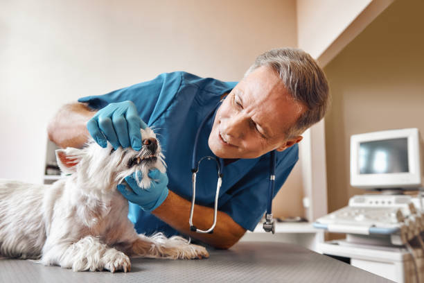 Best Weekend Emergency Dentist in Churchill, PA